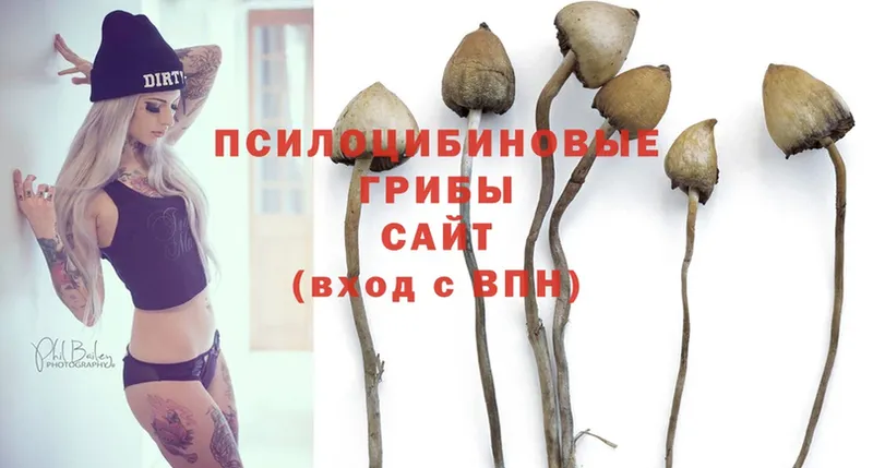 Галлюциногенные грибы Psilocybe  Майкоп 